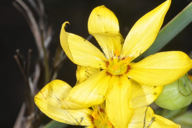 Sisyrinchium palmifolium, photographed by aacocucci