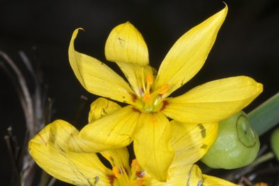 Sisyrinchium palmifolium, photographed by aacocucci
