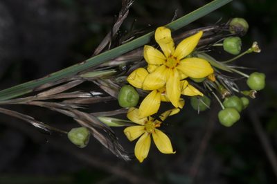 Sisyrinchium palmifolium, photographed by aacocucci