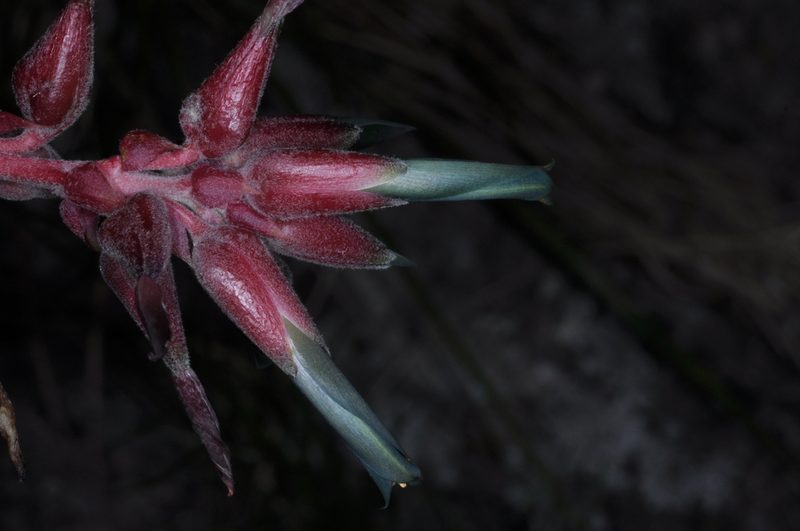 Puya spathacea, photographed by aacocucci