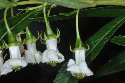 Escallonia cordobensis, photographed by aacocucci