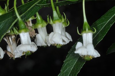Escallonia cordobensis, photographed by aacocucci