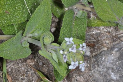 Lepechinia meyenii, photographed by aacocucci