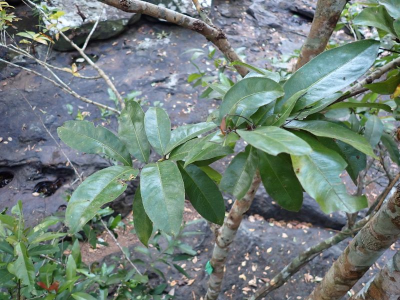 Campylospermum serratum, photographed by luluchouette