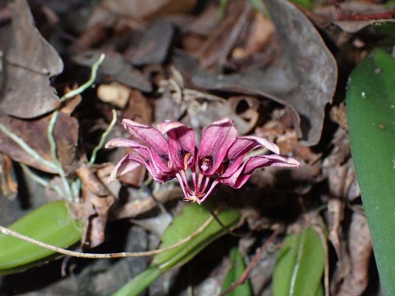 Bulbophyllum lepidum, photographed by luluchouette