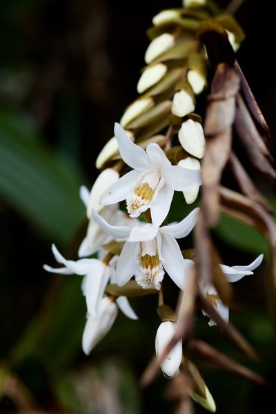 Coelogyne papillosa, photographed by Shawn O'Donnell