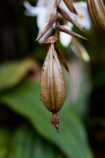 Coelogyne papillosa, photographed by Shawn O'Donnell