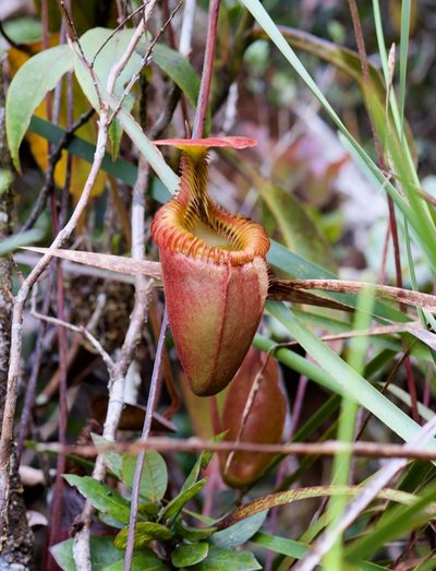 Nepenthes villosa, photographed by Shawn O'Donnell