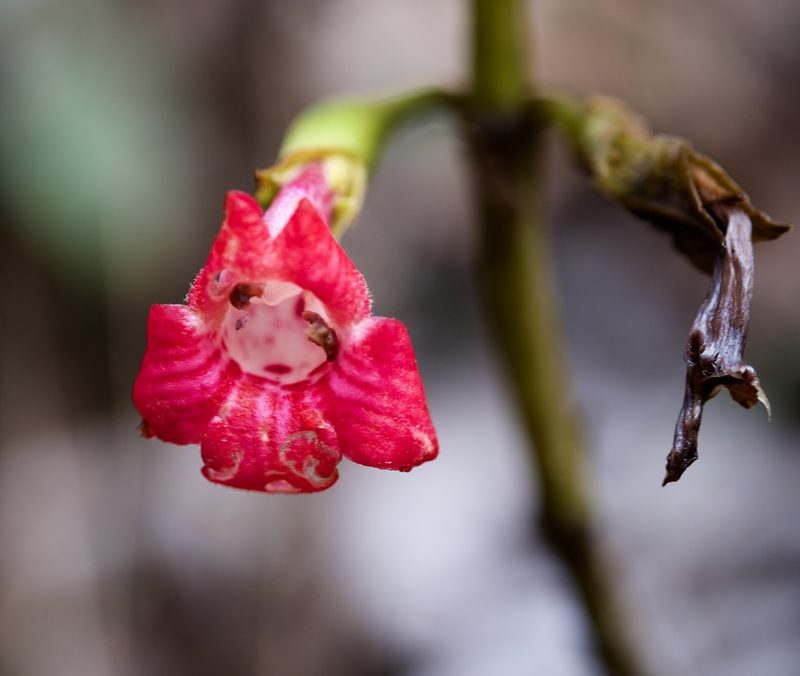 Cyrtandra clarkei, photographed by Shawn O'Donnell