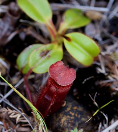 Nepenthes villosa, photographed by Shawn O'Donnell