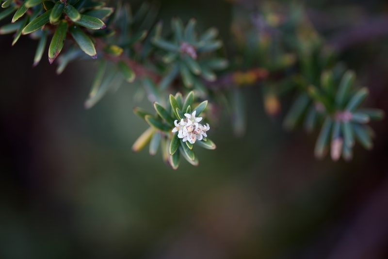 Acrothamnus suaveolens, photographed by Shawn O'Donnell
