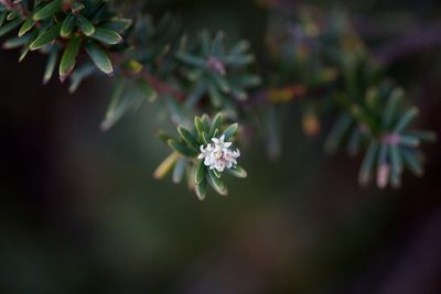Acrothamnus suaveolens, photographed by Shawn O'Donnell