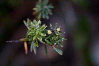 Acrothamnus suaveolens, photographed by Shawn O'Donnell