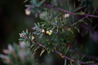 Acrothamnus suaveolens, photographed by Shawn O'Donnell