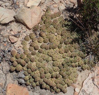 Euphorbia willowmorensis, photographed by Nicola van Berkel