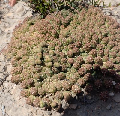 Euphorbia willowmorensis, photographed by Nicola van Berkel