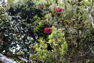 Rhododendron crassifolium, photographed by Shawn O'Donnell