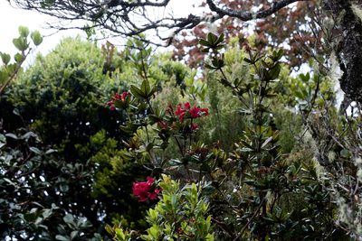 Rhododendron crassifolium, photographed by Shawn O'Donnell