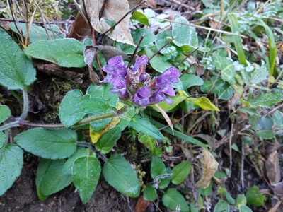 Prunella grandiflora, photographed by Josep Gesti