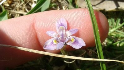 Moraea setifolia, photographed by Jeremy Gilmore