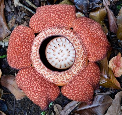 Rafflesia keithii, photographed by Shawn O'Donnell