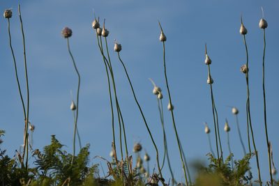 Allium ampeloprasum, photographed by Tim Johnson