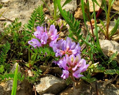 Astragalus distortus, photographed by tschro