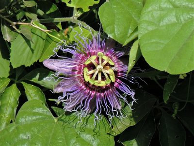 Passiflora cincinnata, photographed by Hugo Hulsberg