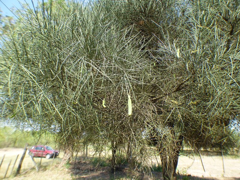 Neltuma kuntzei, photographed by Pablo H Capovilla