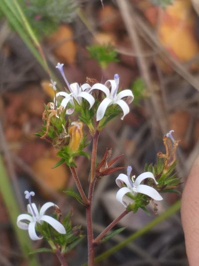 Wahlenbergia rubens, photographed by kevin koen