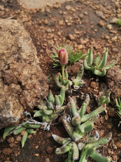 Hereroa glenensis, photographed by Ricus Nel