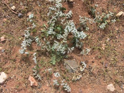 Limonium lobatum, photographed by Oleg Kosterin