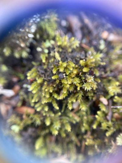 Pohlia annotina, photographed by Zihao Wang