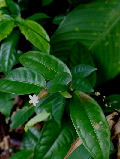 Palicourea oblonga, photographed by Guillaume Delaitre
