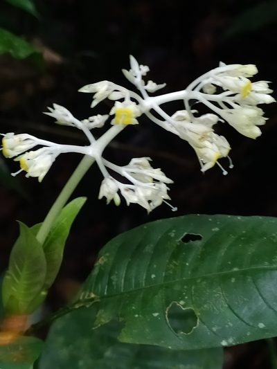 Palicourea violacea, photographed by Guillaume Delaitre