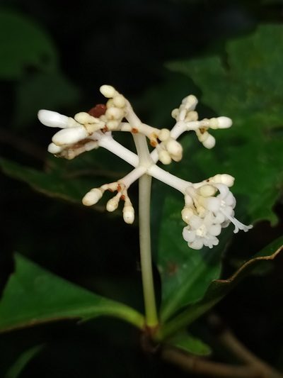 Psychotria cupularis, photographed by Guillaume Delaitre