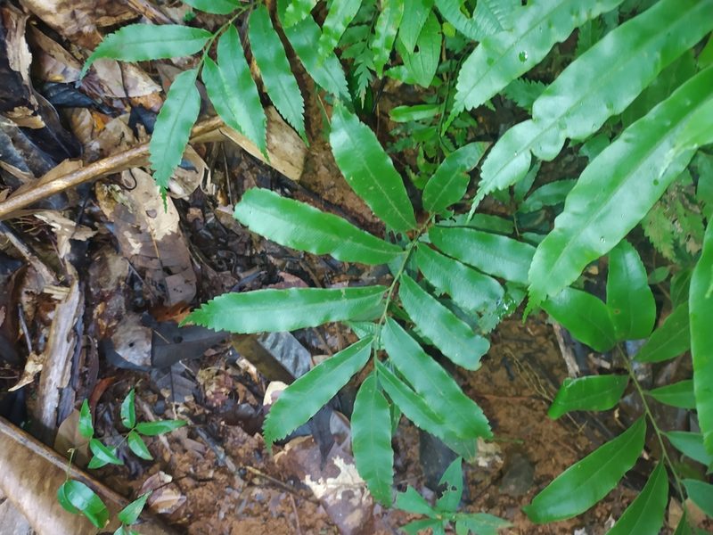Metaxya scalaris, photographed by Guillaume Delaitre
