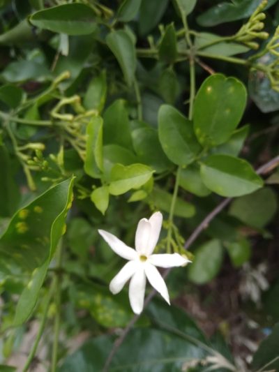 Jasminum multipartitum, photographed by Rosemary Harrison