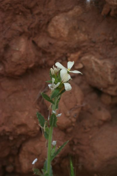 Psychine stylosa, photographed by Oleg Kosterin