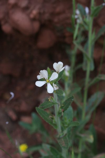 Psychine stylosa, photographed by Oleg Kosterin