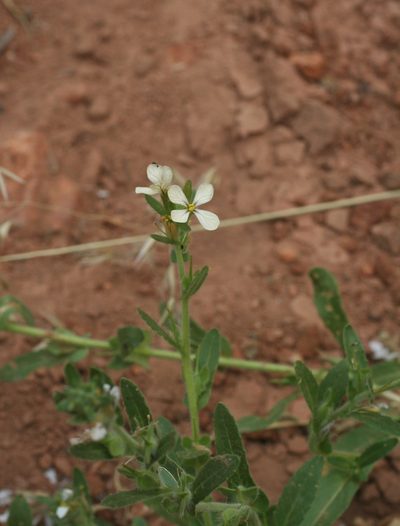 Psychine stylosa, photographed by Oleg Kosterin