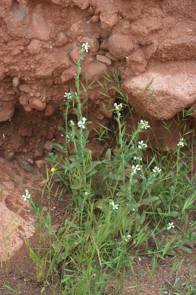 Psychine stylosa, photographed by Oleg Kosterin