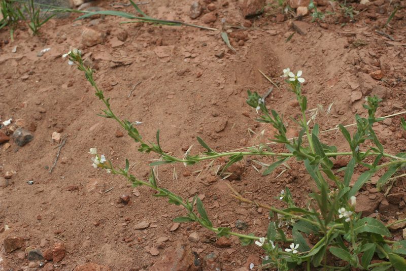 Psychine stylosa, photographed by Oleg Kosterin