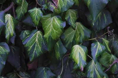 Hedera colchica, photographed by Stephen James McWilliam