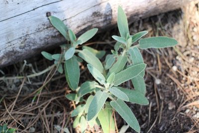 Phlomis purpurea, photographed by Rhonda Ridley