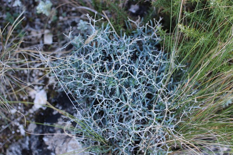Bupleurum spinosum, photographed by Rhonda Ridley