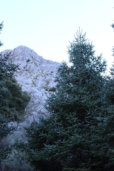 Abies pinsapo, photographed by Rhonda Ridley