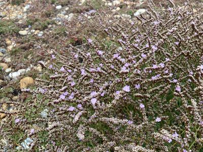 Limonium hyblaeum, photographed by John Kenrick Gibson