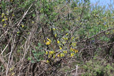 Anagyris foetida, photographed by Rhonda Ridley