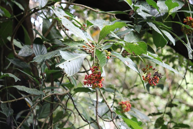 Psychotria grandis, photographed by Ashwin Srinivasan